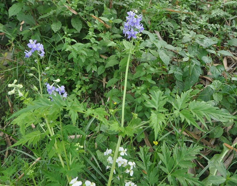 Image of Delphinium anthriscifolium specimen.