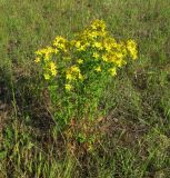 Hypericum perforatum