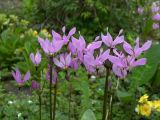 Dodecatheon pulchellum