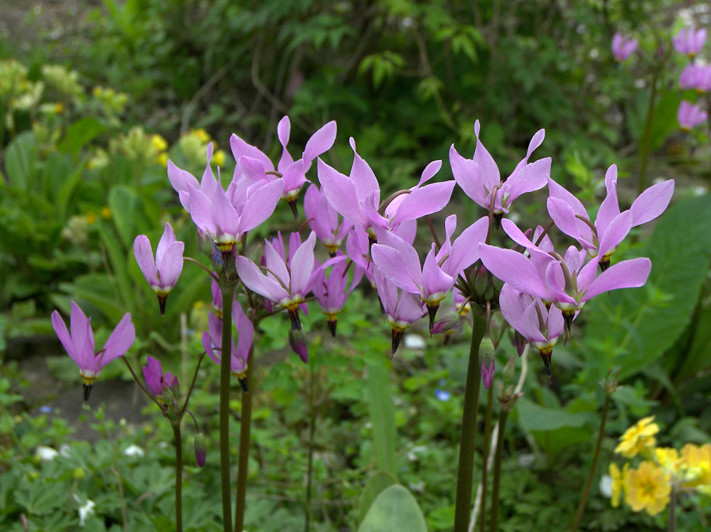 Image of Dodecatheon pulchellum specimen.