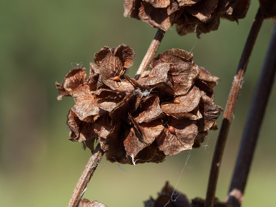 Изображение особи Rumex confertus.