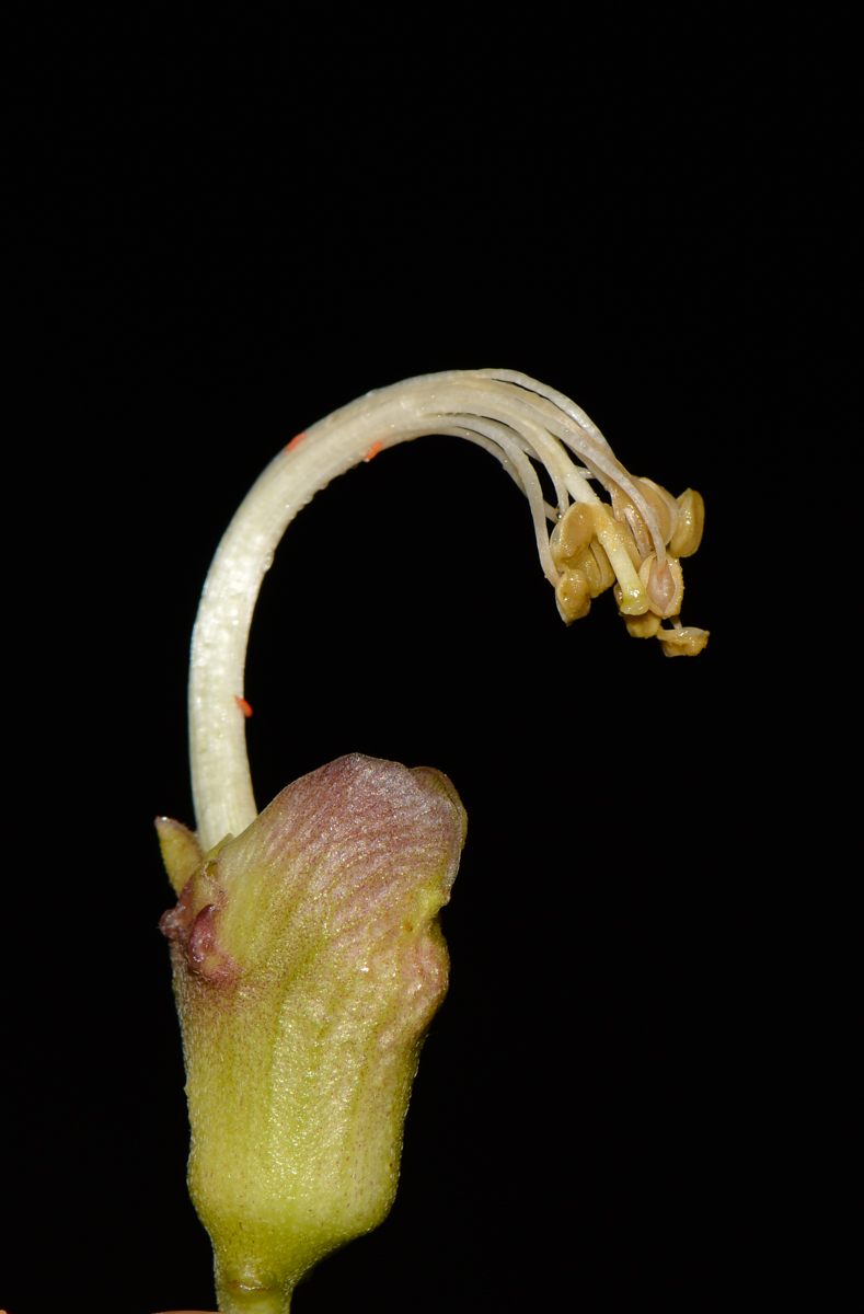 Image of Canavalia maritima specimen.