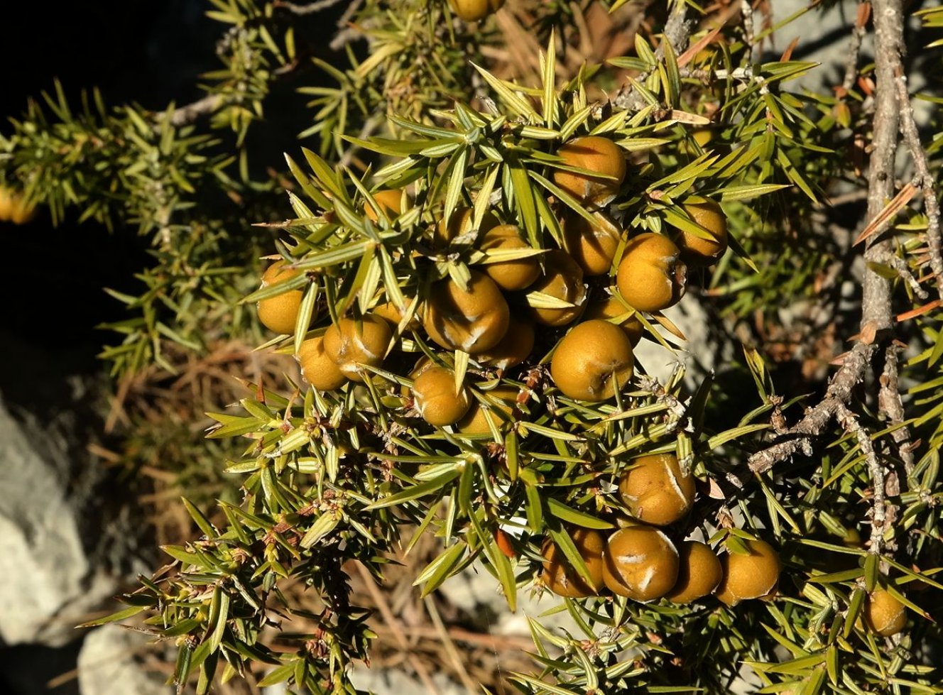 Image of Juniperus deltoides specimen.