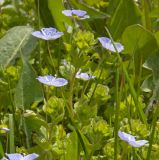 Veronica filiformis. Верхушки цветущих растений. Пермский край, г. Пермь, Кировский р-н, садовый участок, сорное. 20 мая 2017 г.