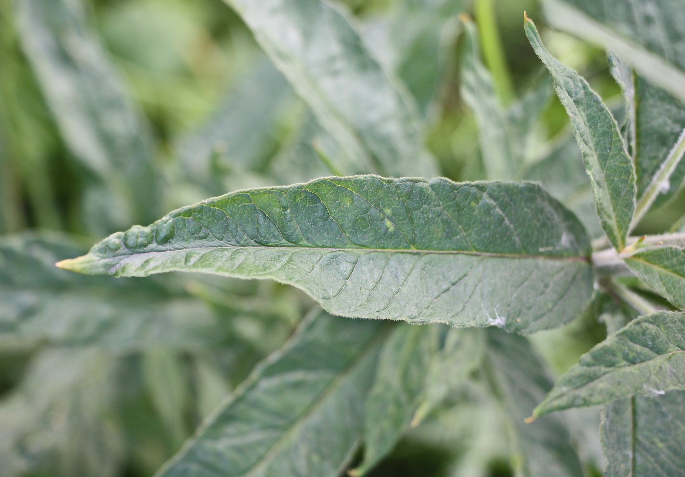 Изображение особи Lysimachia vulgaris.