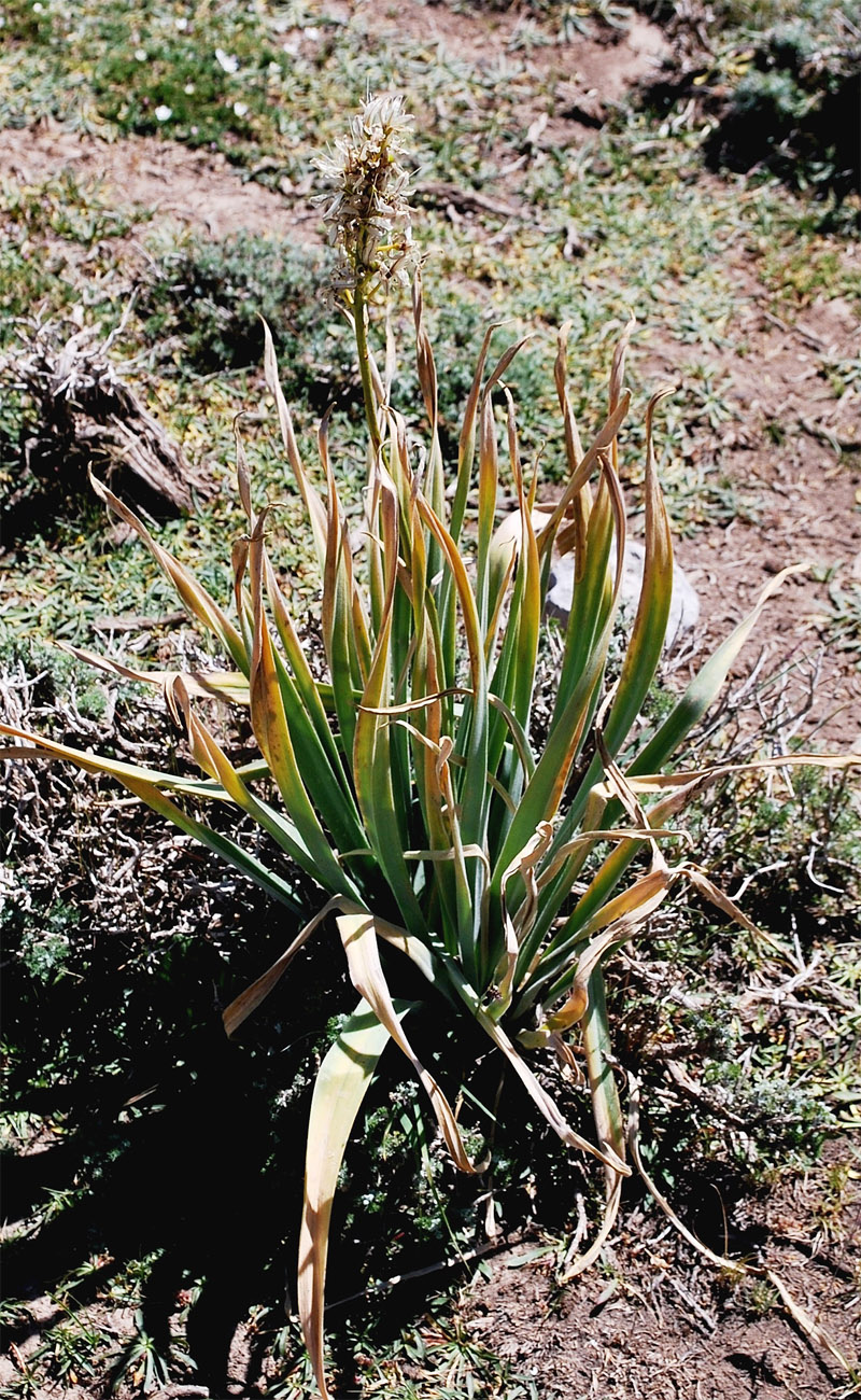 Изображение особи Eremurus kaufmannii.