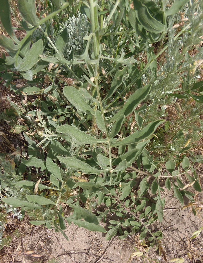 Image of Centaurea salonitana specimen.