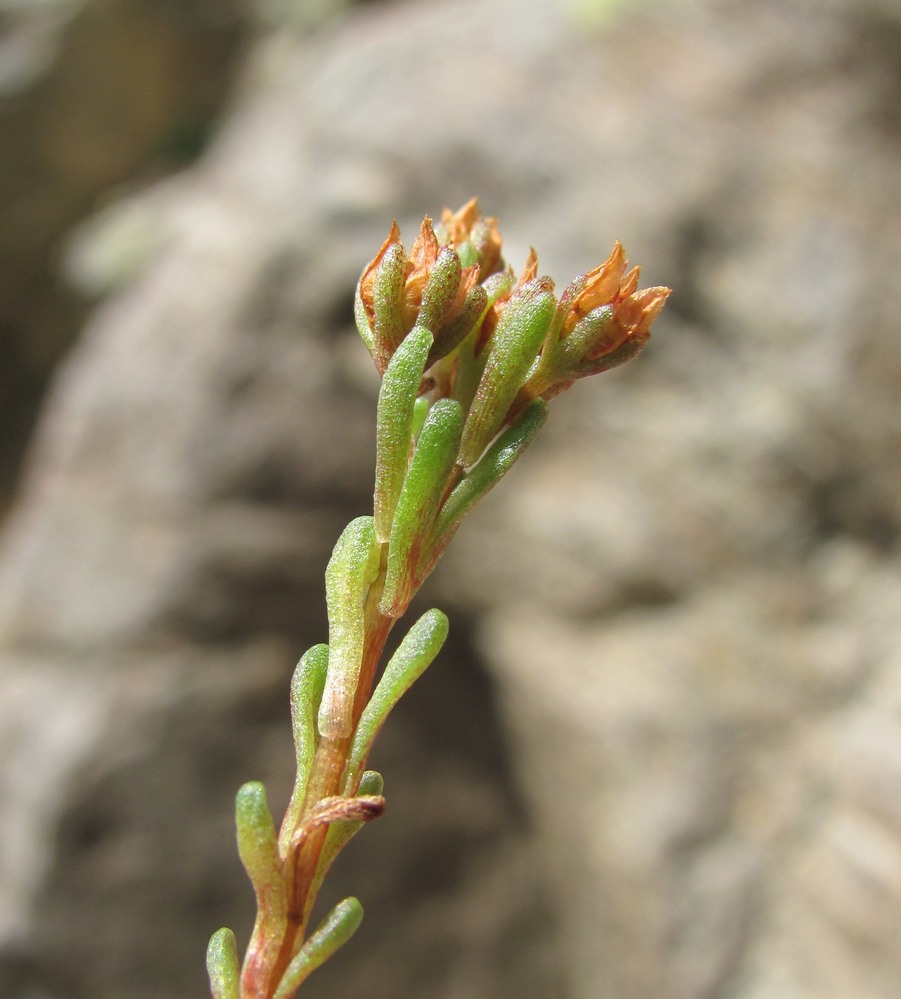 Image of Sedum tenellum specimen.