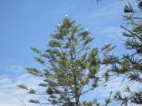 Araucaria heterophylla