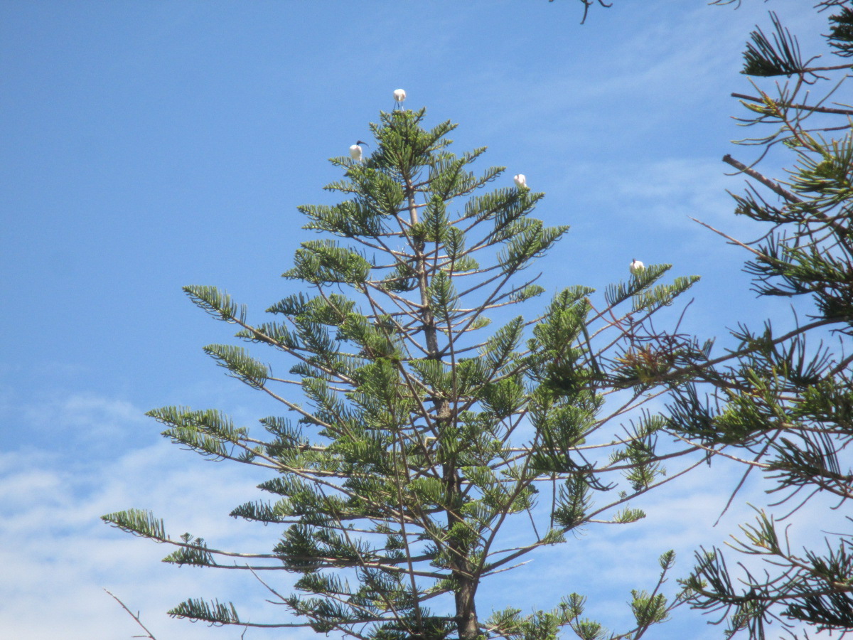 Image of Araucaria heterophylla specimen.