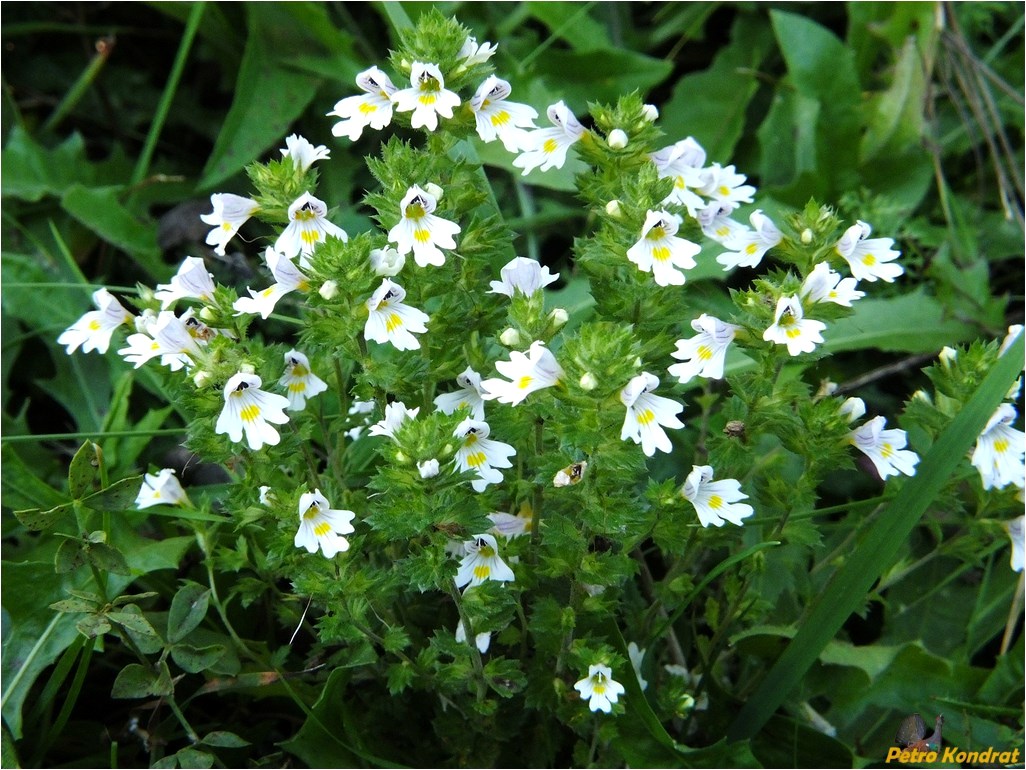 Image of Euphrasia rostkoviana specimen.