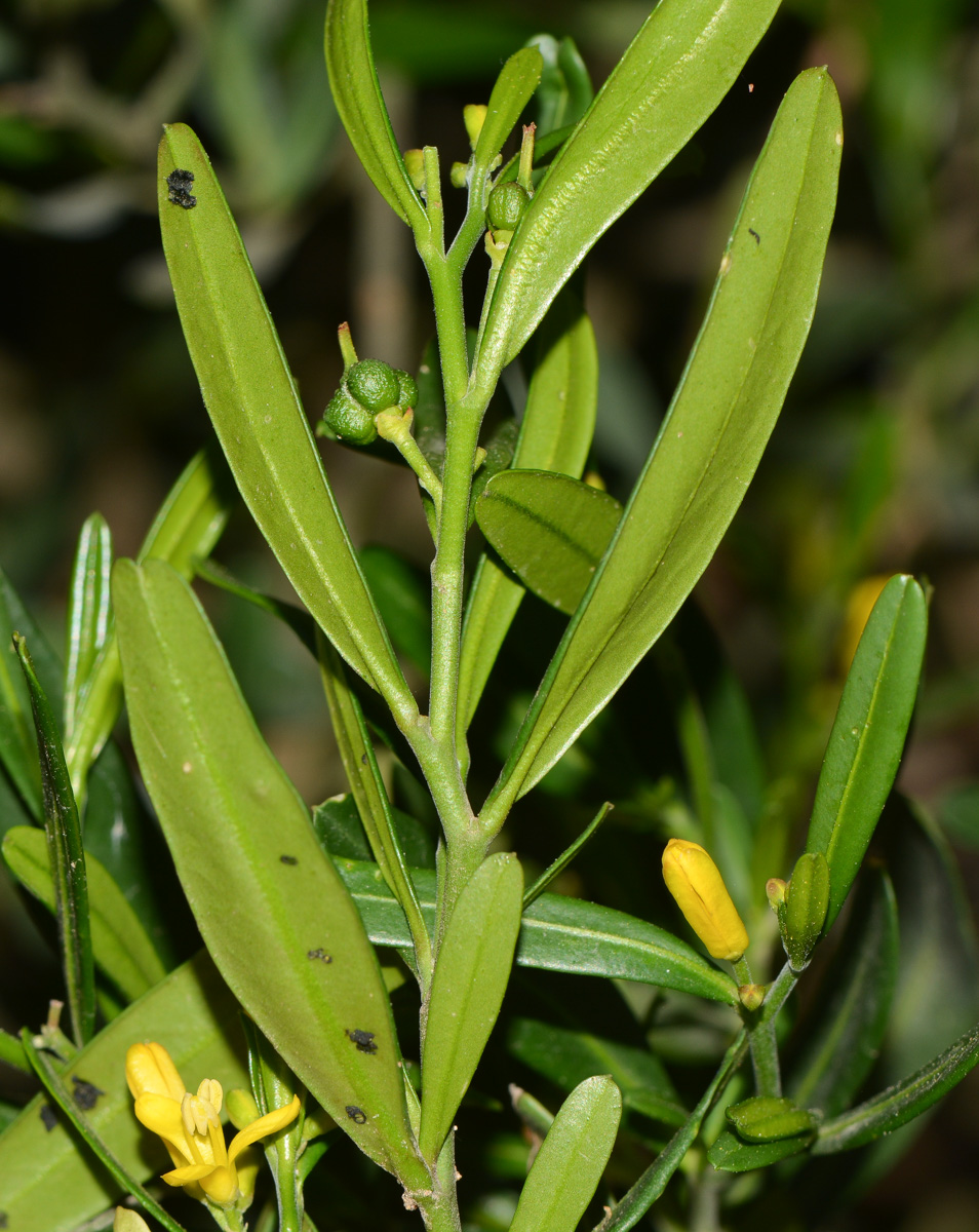 Image of Cneorum tricoccon specimen.