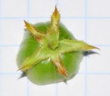 Jatropha gossypiifolia. Половинка незрелого плода (вид со стороны чашечки). Израиль, впадина Мёртвого моря, киббуц Эйн-Геди. 25.04.2017.
