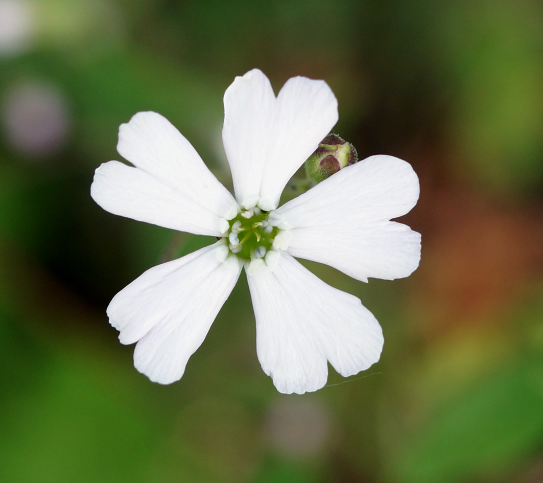 Image of Lychnis sibirica specimen.