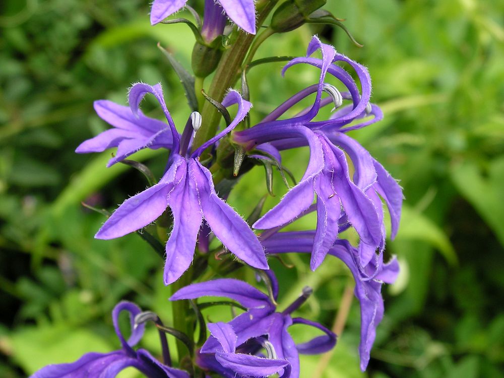 Image of Lobelia sessilifolia specimen.