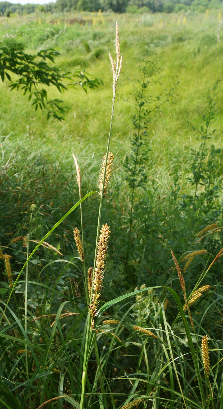 Image of Carex vesicaria specimen.