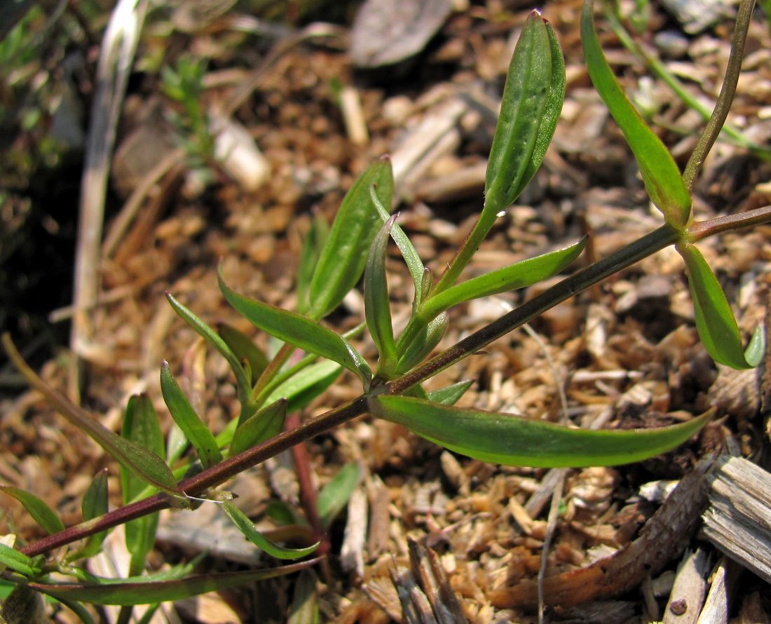 Image of Stellaria fennica specimen.