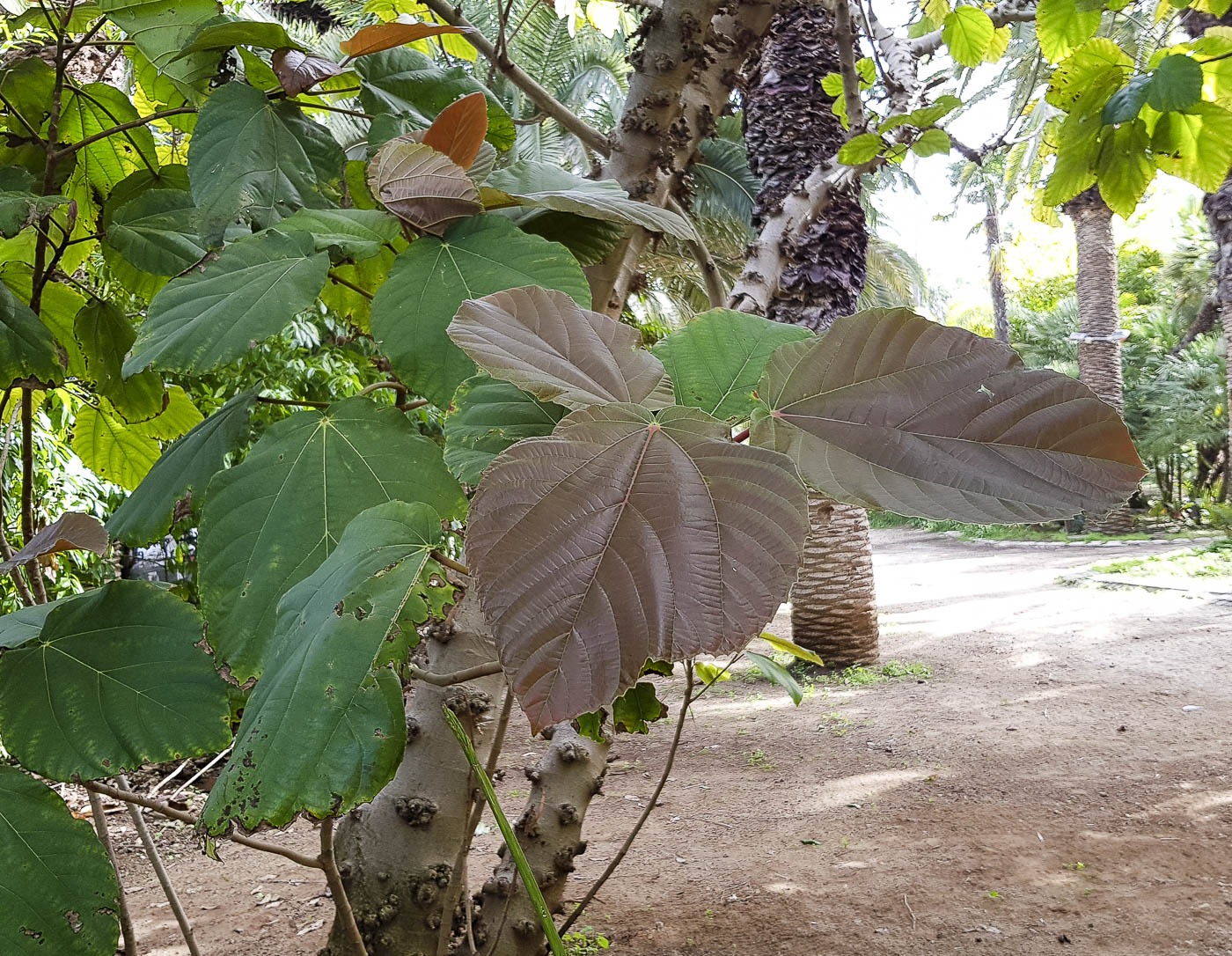 Image of Ficus auriculata specimen.