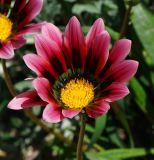 Gazania rigens