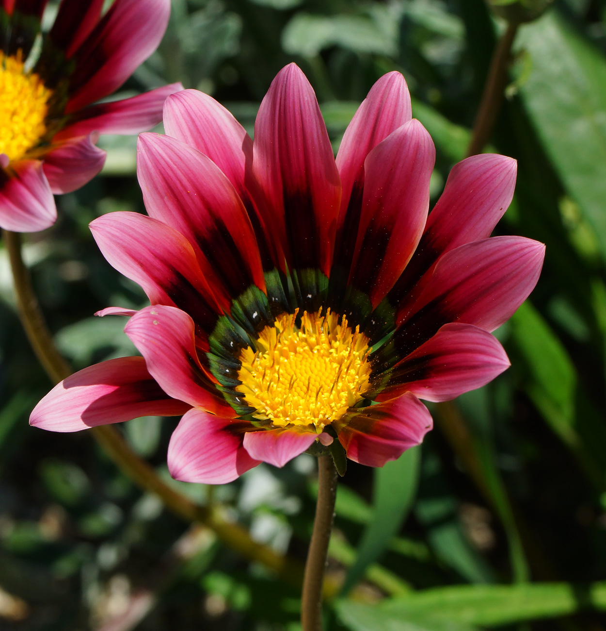 Изображение особи Gazania rigens.