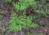 Pteridium pinetorum. Развернувшиеся листья (вайи). Украина, Киев, заказник \"Лесники\", боровая терраса Днепра. 9 мая 2010 г.