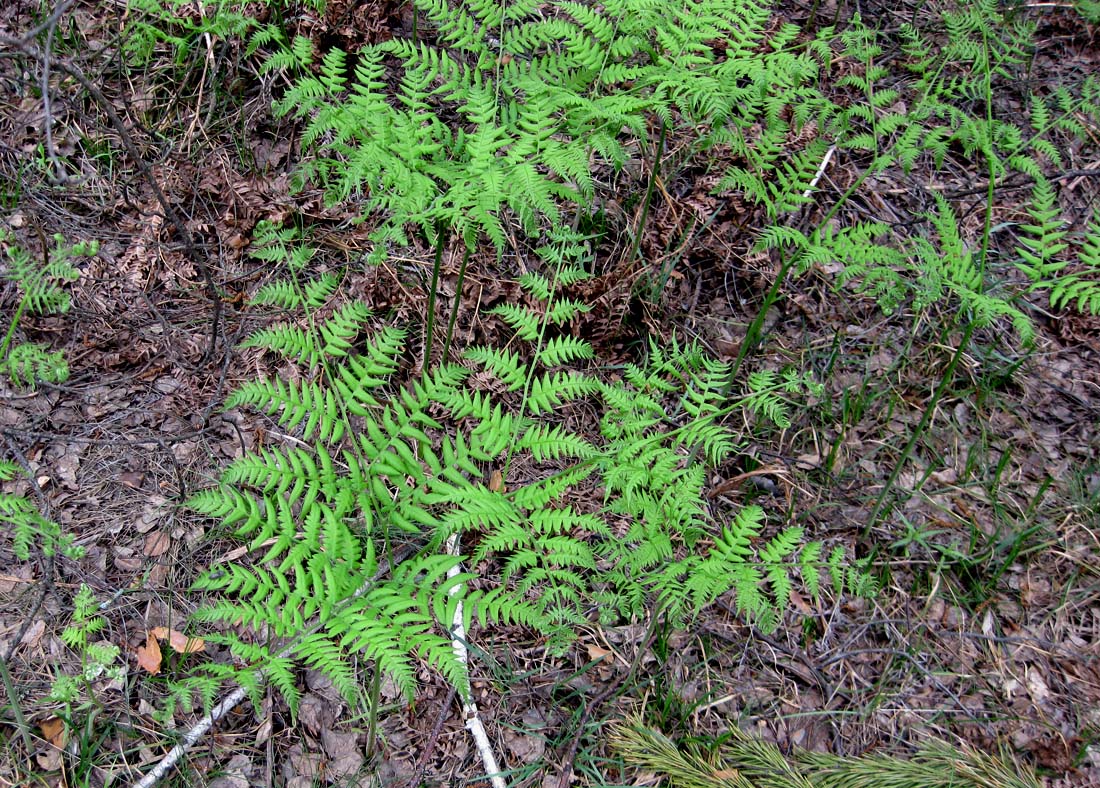 Image of Pteridium pinetorum specimen.