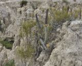 род Corryocactus. Плодоносящее растение. Боливия, окр. г. Ла-Пас, Лунная долина, бэдленд. 15 марта 2014 г.