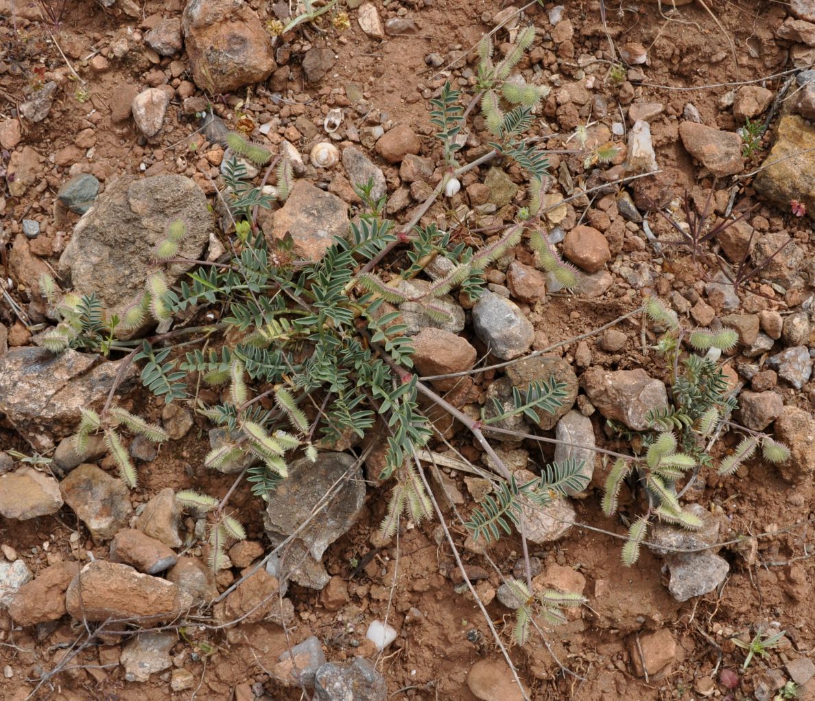 Image of Hedysarum spinosissimum specimen.