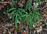 Taenitis blechnoides. Спороносящее растение. Малайзия, о-в Пенанг, национальный парк Пенанг, влажный тропический лес. 06.05.2017.