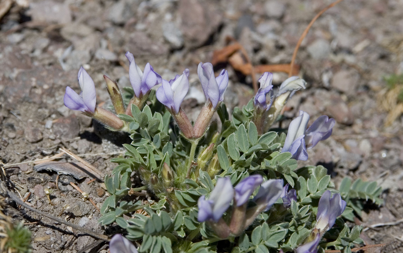 Image of Oxytropis mixotriche specimen.