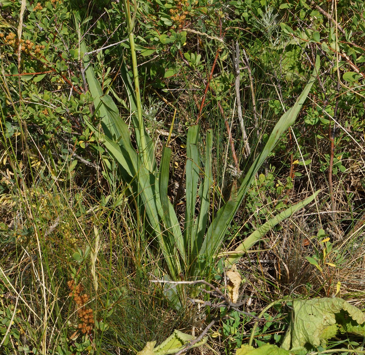 Image of Scorzonera austriaca specimen.