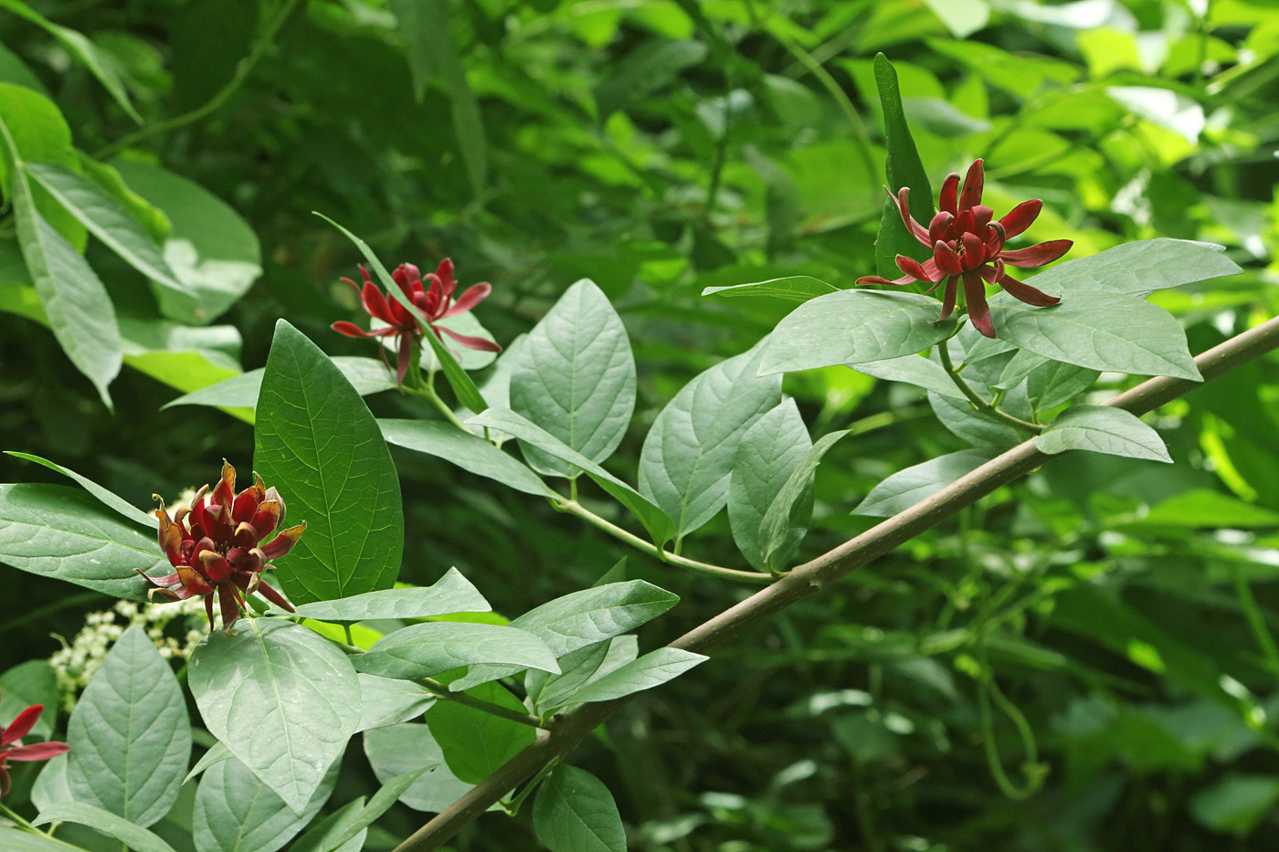 Image of Calycanthus floridus specimen.