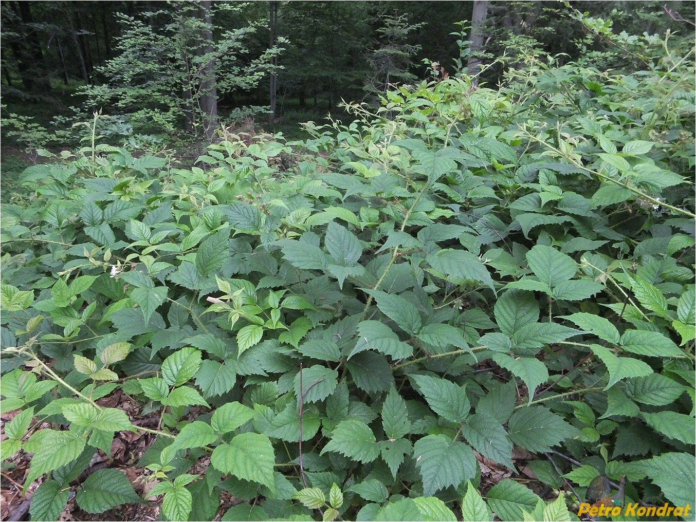 Image of Rubus serpens specimen.