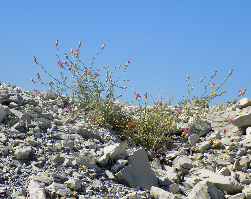 Image of Centaurea novorossica specimen.