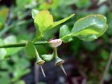 Vaccinium myrtillus. Побег с завязавшимися плодами. Свердловская обл., окр. г. Североуральск, сосняк с лиственницей (район скал Три Брата). 30.05.2010.