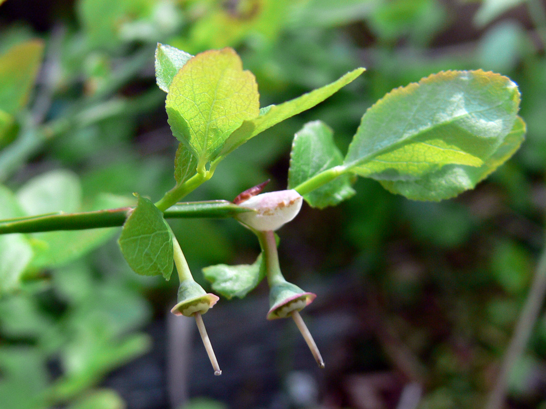 Image of Vaccinium myrtillus specimen.