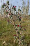 Echium angustifolium. Верхушки цветущих побегов. Греция, Эгейское море, о. Парос, пос. Дриос, заросший приусадебный участок на высоком берегу моря. 10.04.2018.