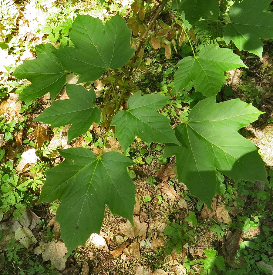 Image of Acer diabolicum specimen.