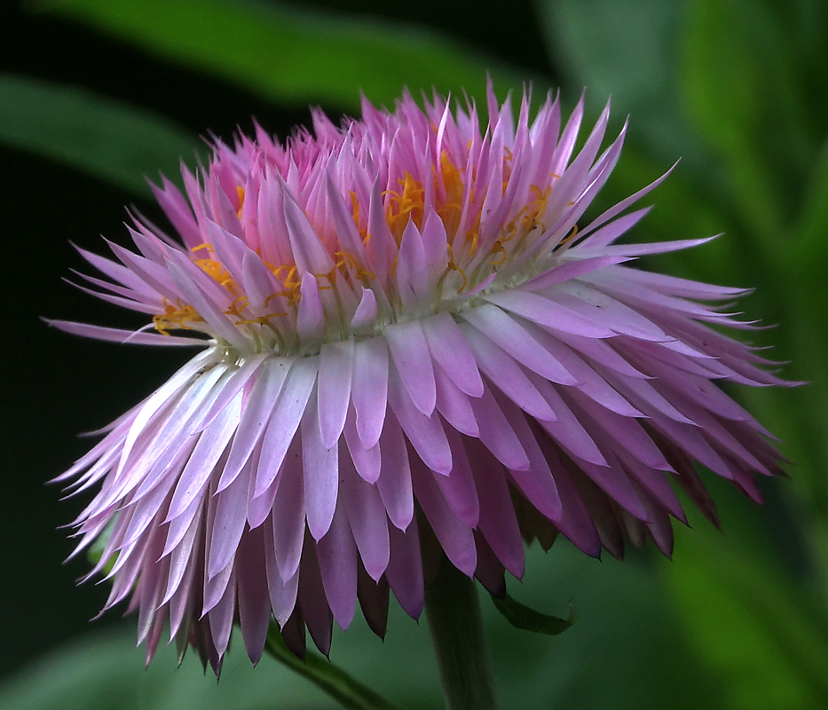 Image of Xerochrysum bracteatum specimen.