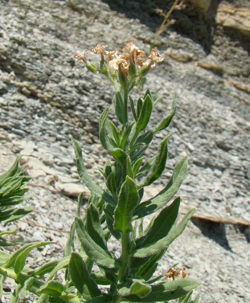 Image of Argusia sibirica specimen.