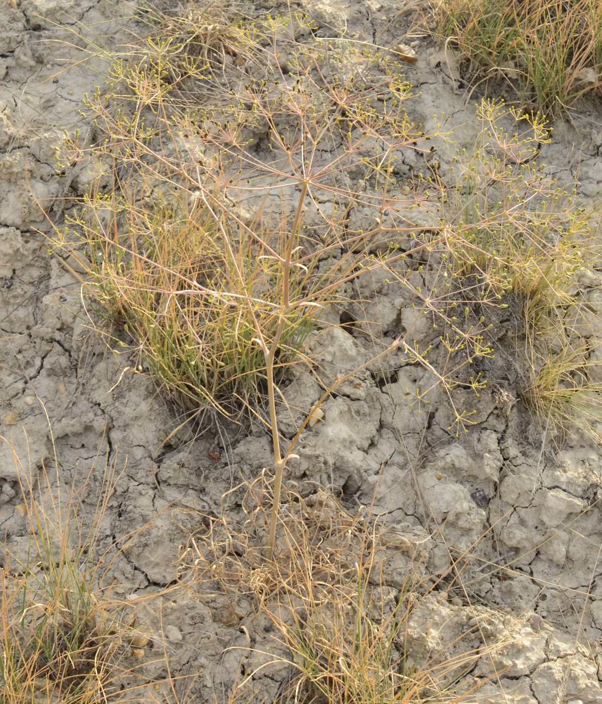 Image of Eriosynaphe longifolia specimen.