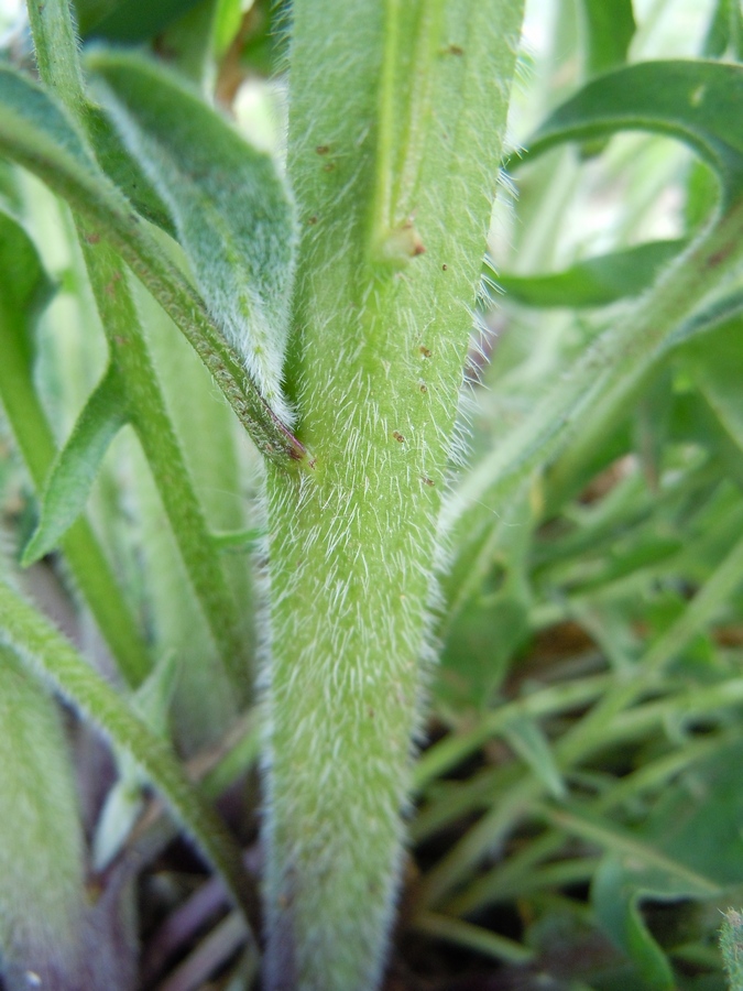 Изображение особи Bunias orientalis.