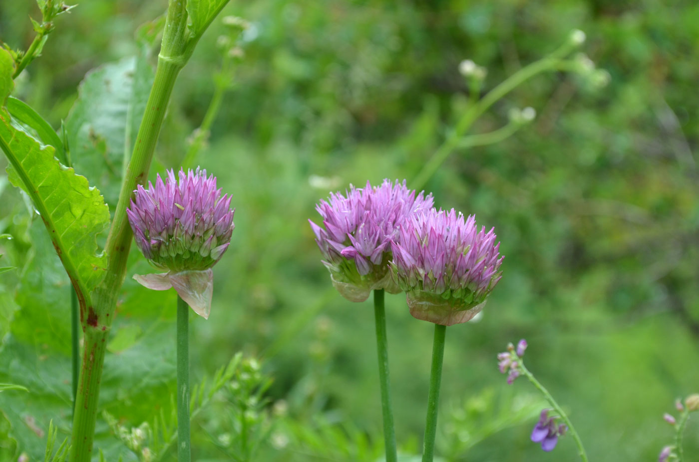 Image of Allium dolichostylum specimen.