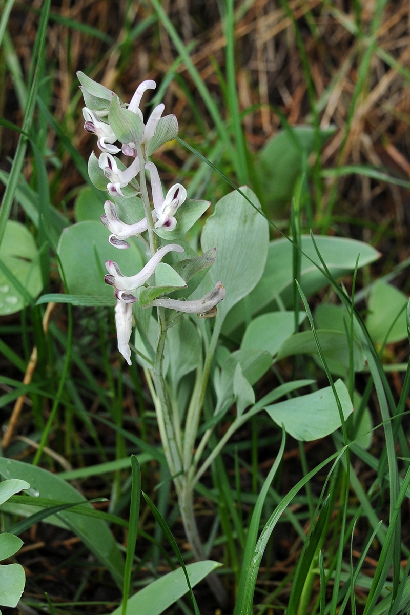 Image of Corydalis ledebouriana specimen.