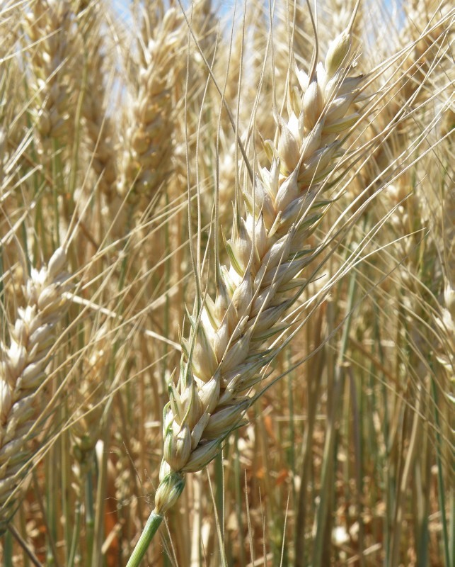 Image of Triticum durum specimen.