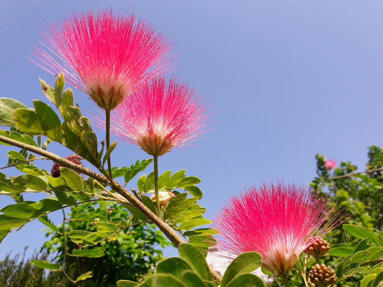 Изображение особи род Calliandra.