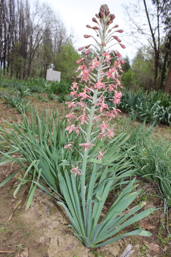 Image of Eremurus alberti specimen.