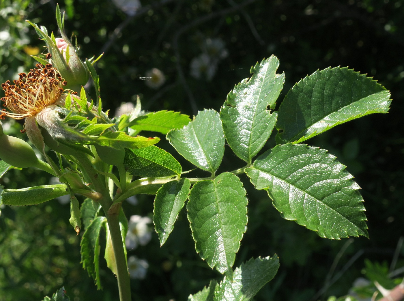 Изображение особи Rosa lapidosa.