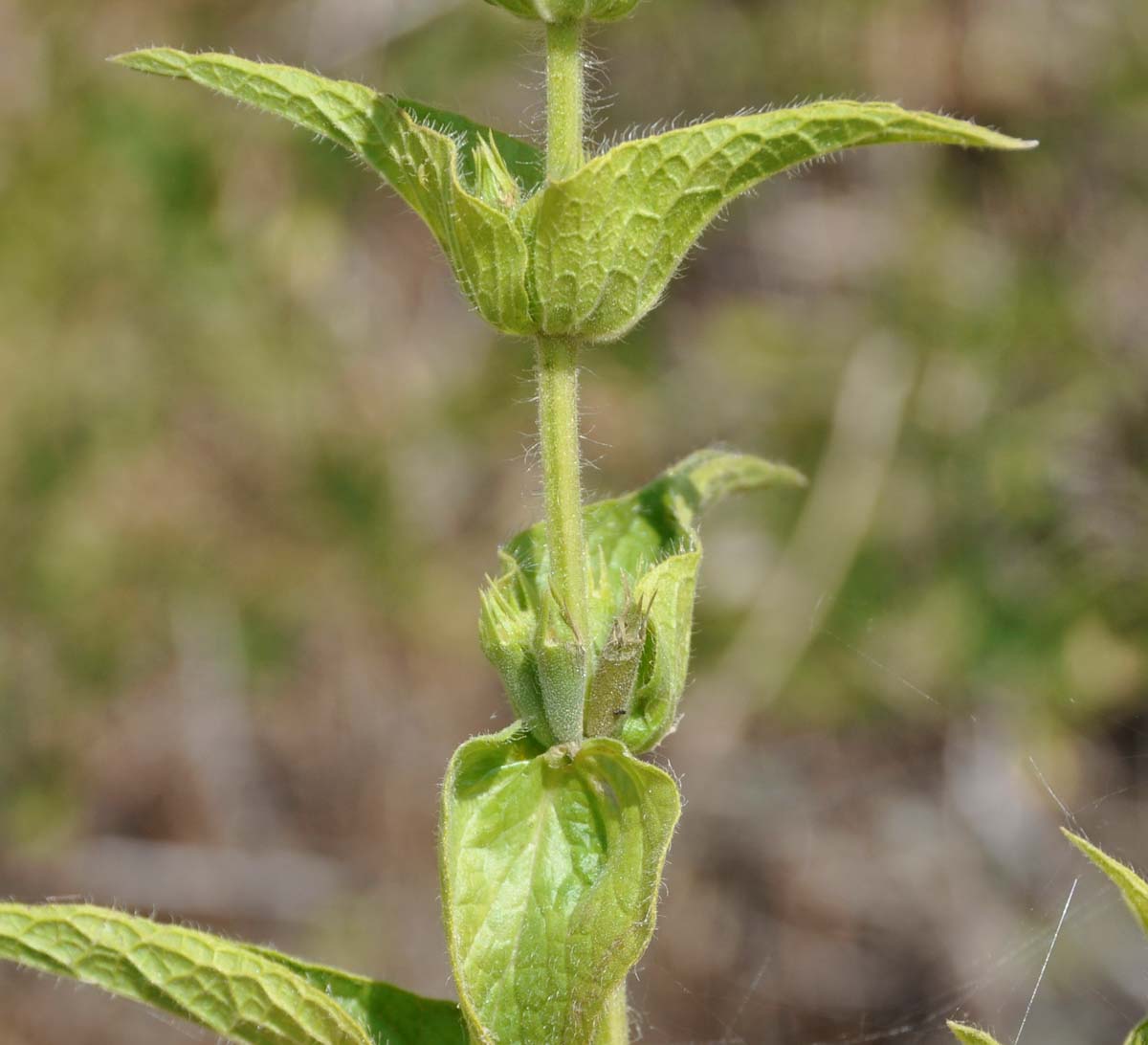 Image of Sideritis perfoliata specimen.