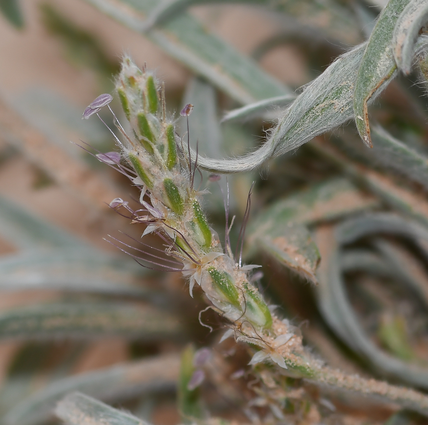 Image of Plantago albicans specimen.